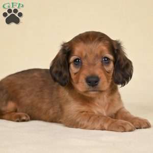 Remmi, Dachshund Puppy
